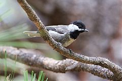 Mexican Chickadee